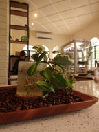 Sony Cybershot WX200