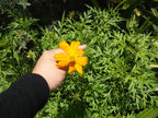 Fujifilm FinePix JX700