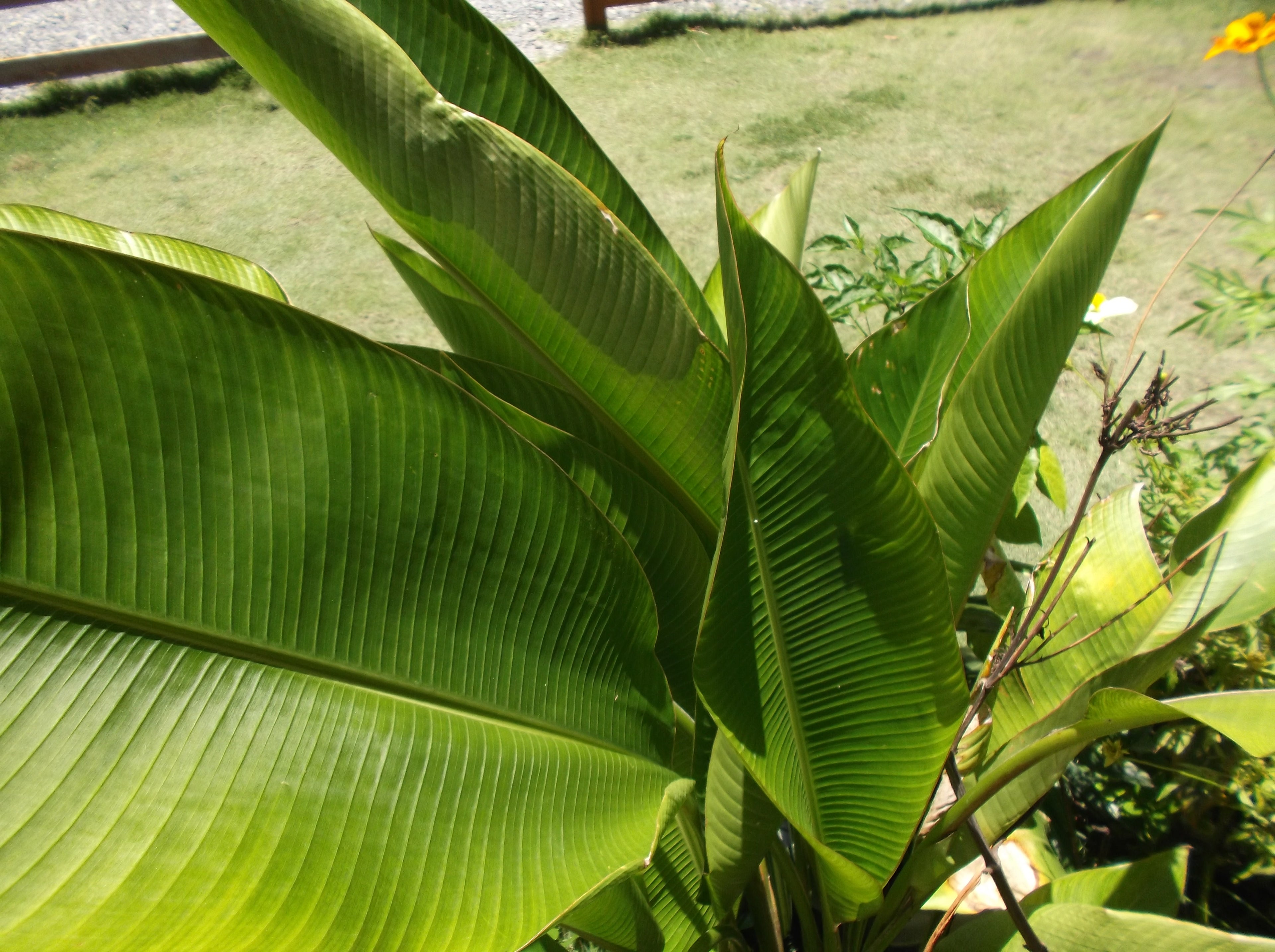 Fujifilm FinePix JX700