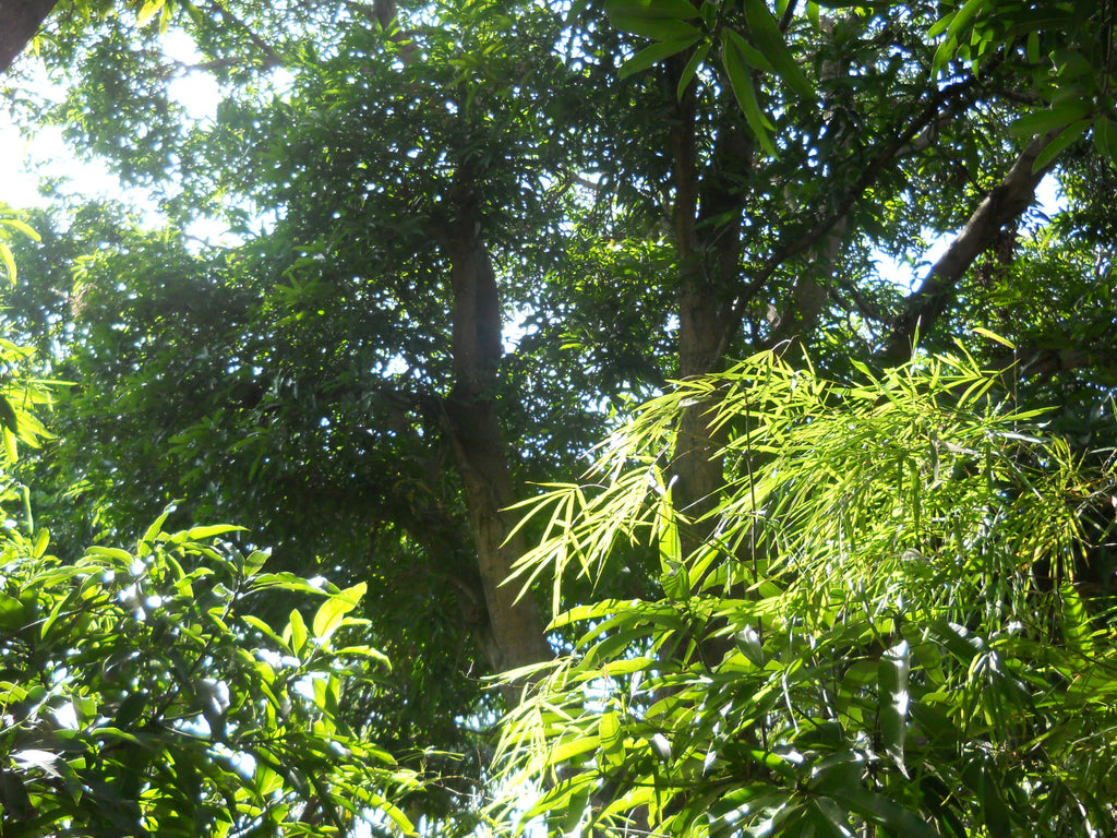 Nikon Coolpix L21