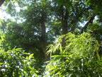 Nikon Coolpix L21