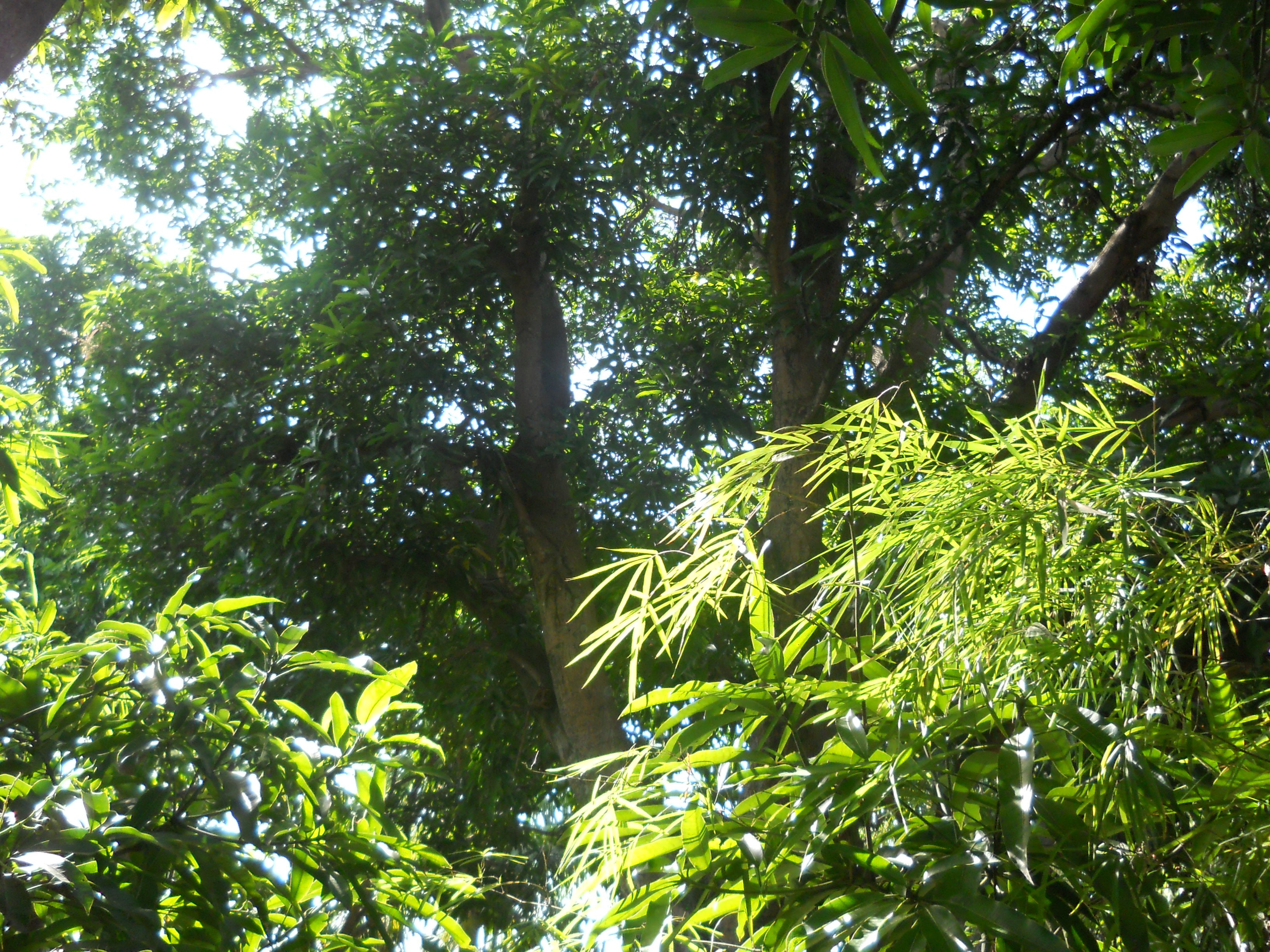 Nikon Coolpix L21